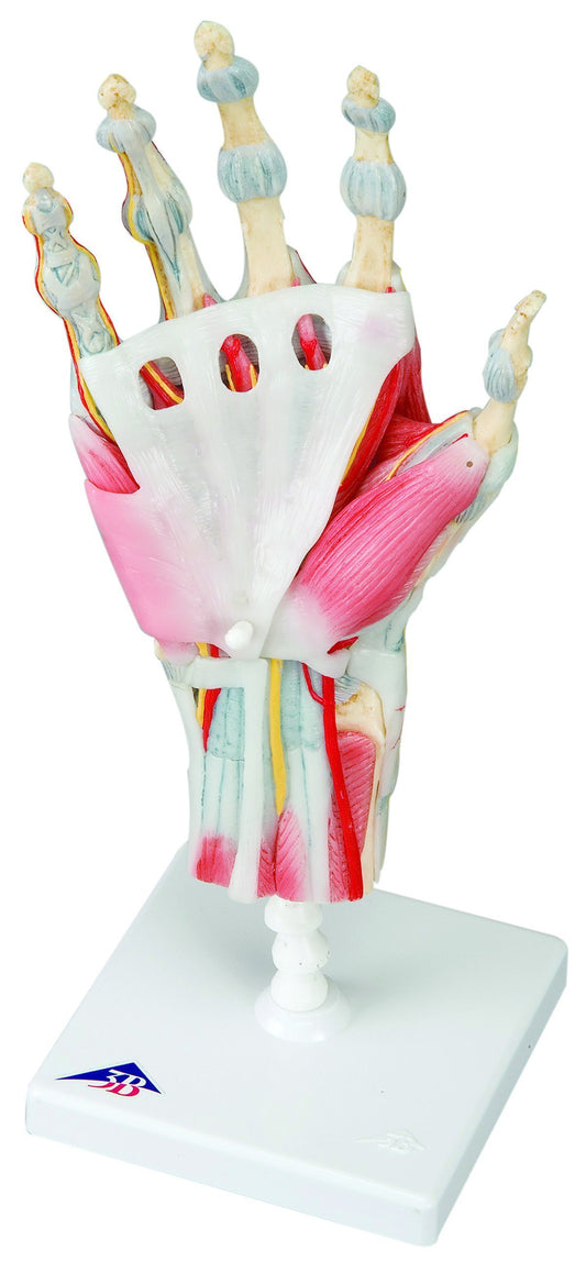 Anatomical Model - hand skeleton with removable ligaments & muscles, 4-part